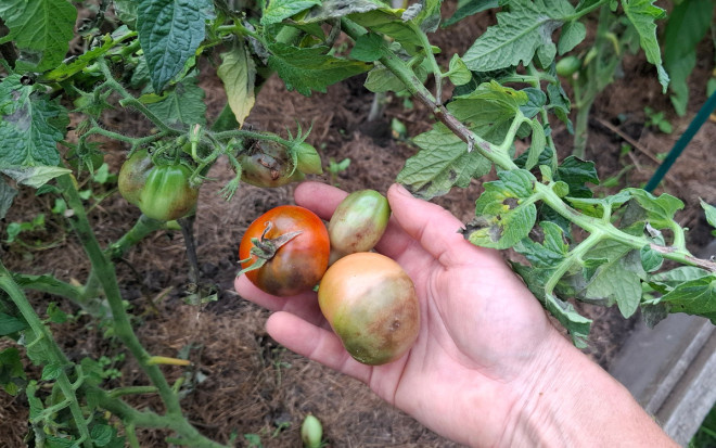 Источник фото: ogorod.ru