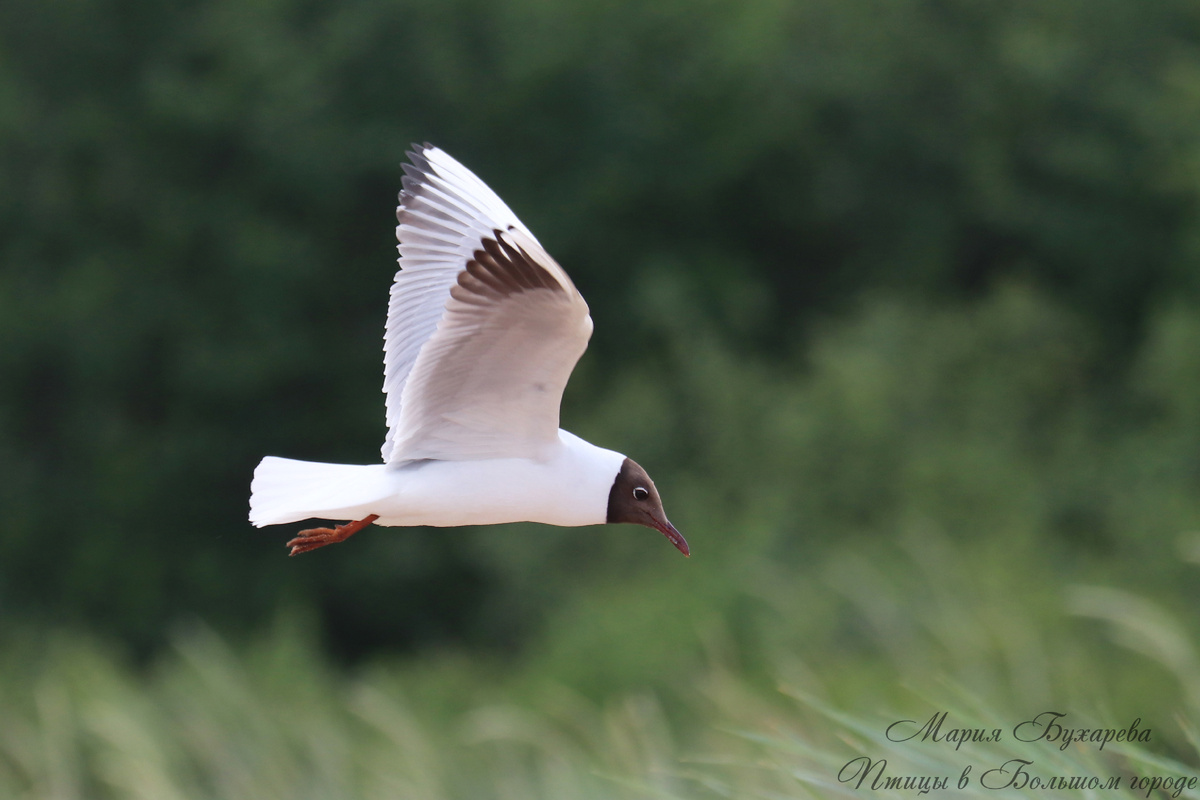 Взрослая в брачном оперении