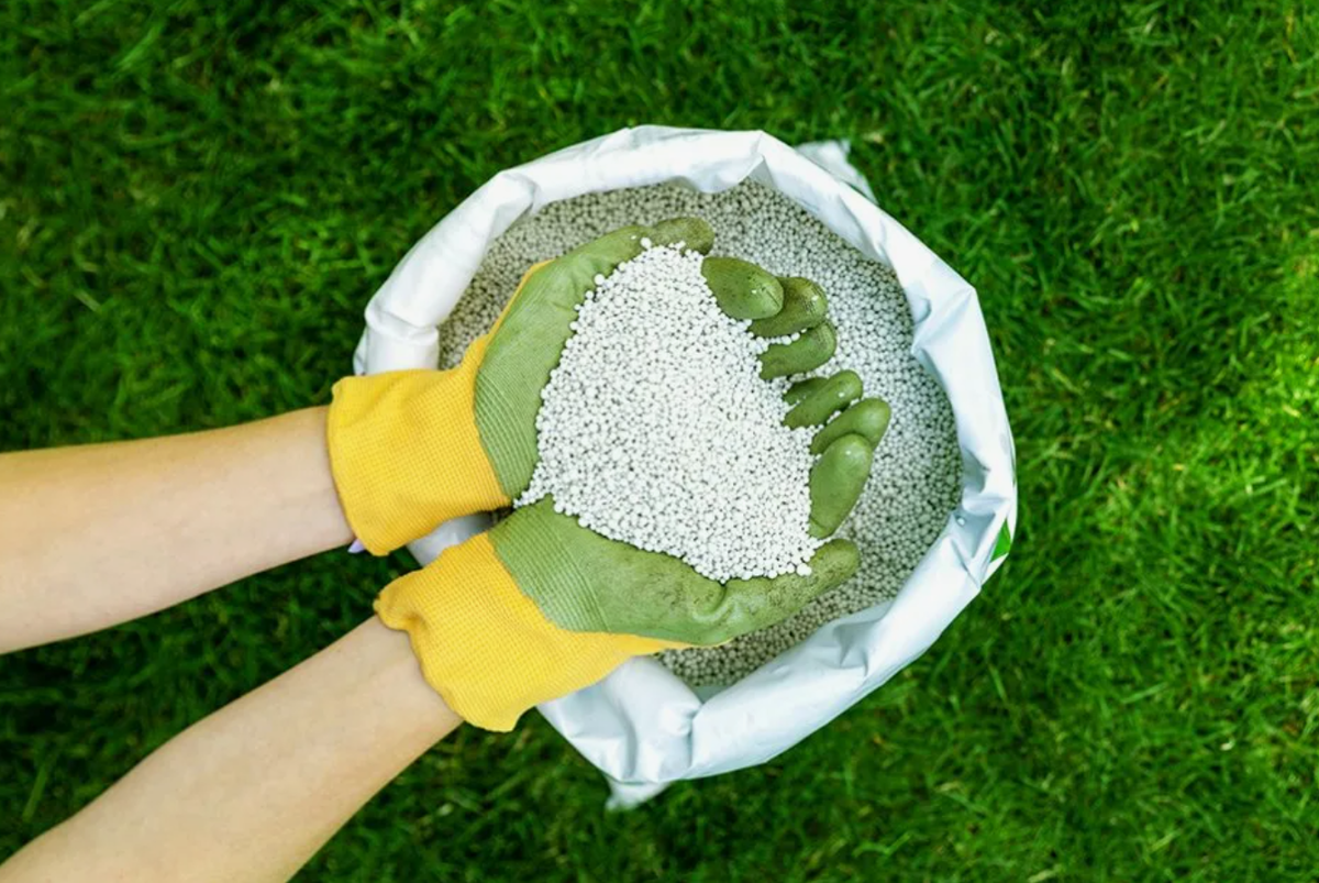 Источник фото: botanichka.ru