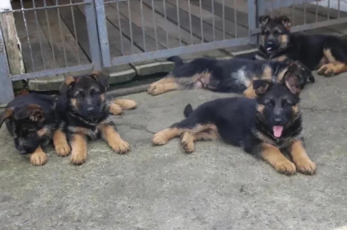    Щенячий патруль: на службу в Томский УФСИН взяли 10 щенков немецкой овчарки