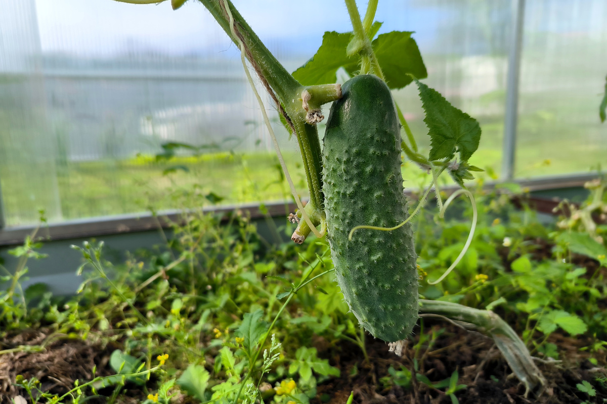 Фото: © Maksim Konstantinov/ Global Look Press