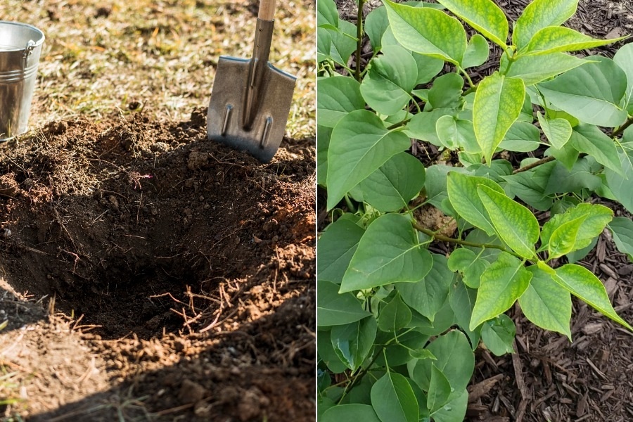 Подготовка ямы и выбор саженца сирени; после посадки кустик может болеть, не торопитесь его сразу лечить, дайте адаптироваться к новым условиям пару недель.