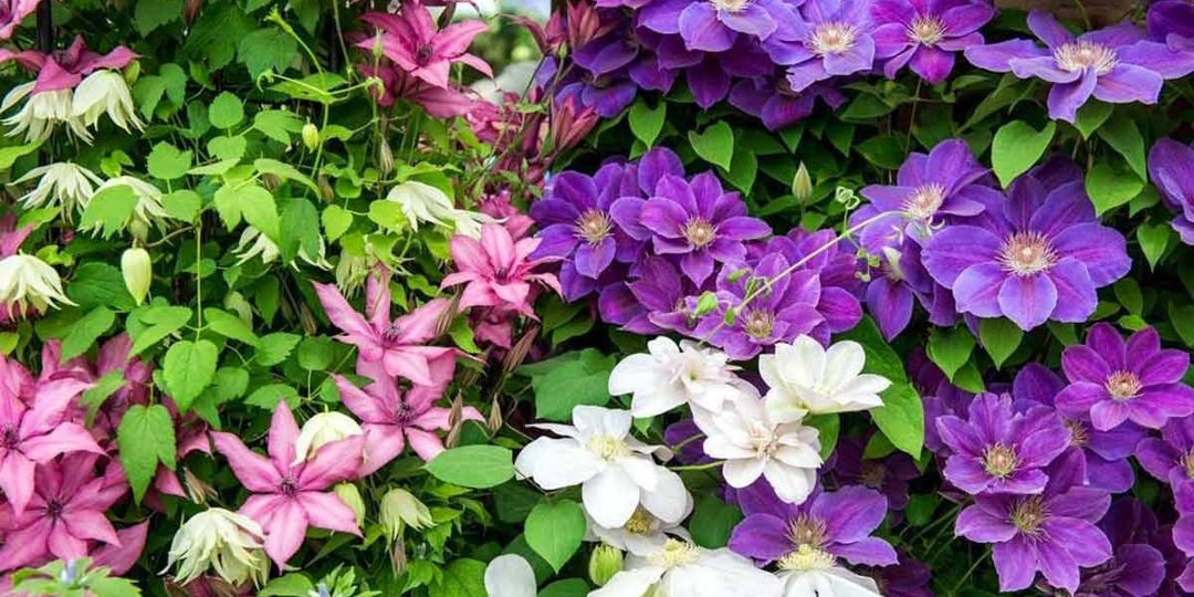 Клематис во второй половине августа - самые важные моменты ухода