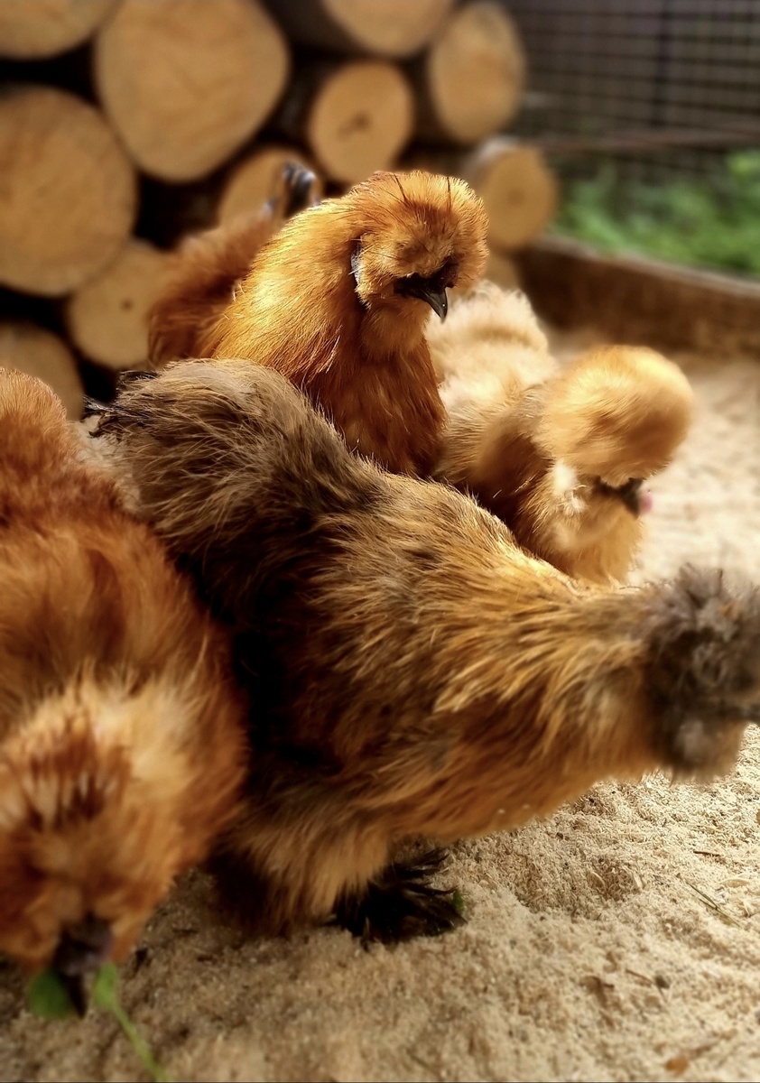 Шёлковые (фото и птица автора блога) 