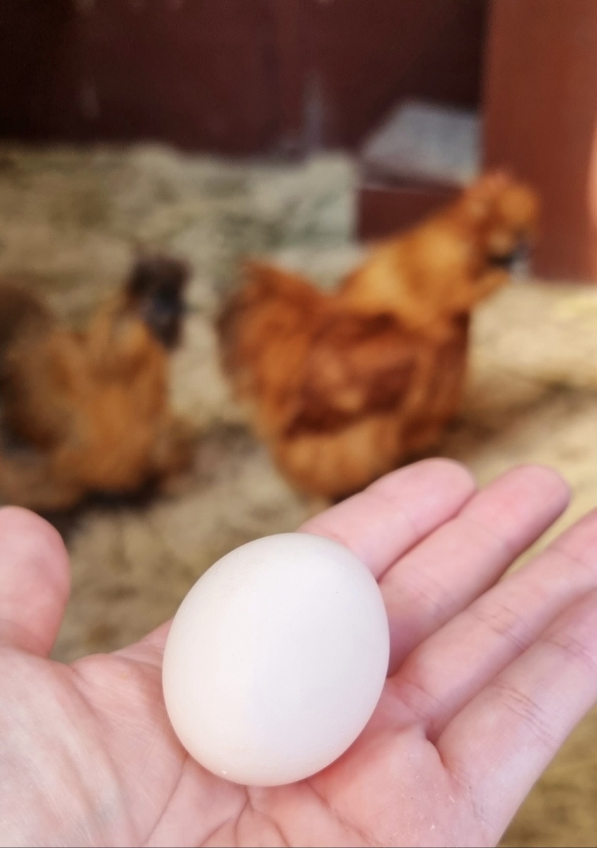 Совсем маленькое от пушистых