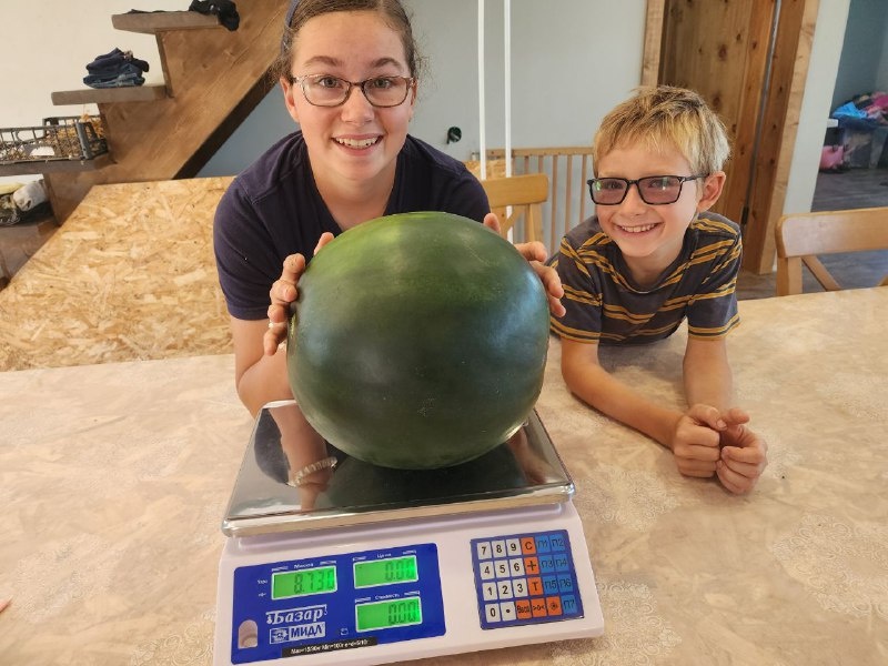    Такого размера арбуз удалось вырастить за лето