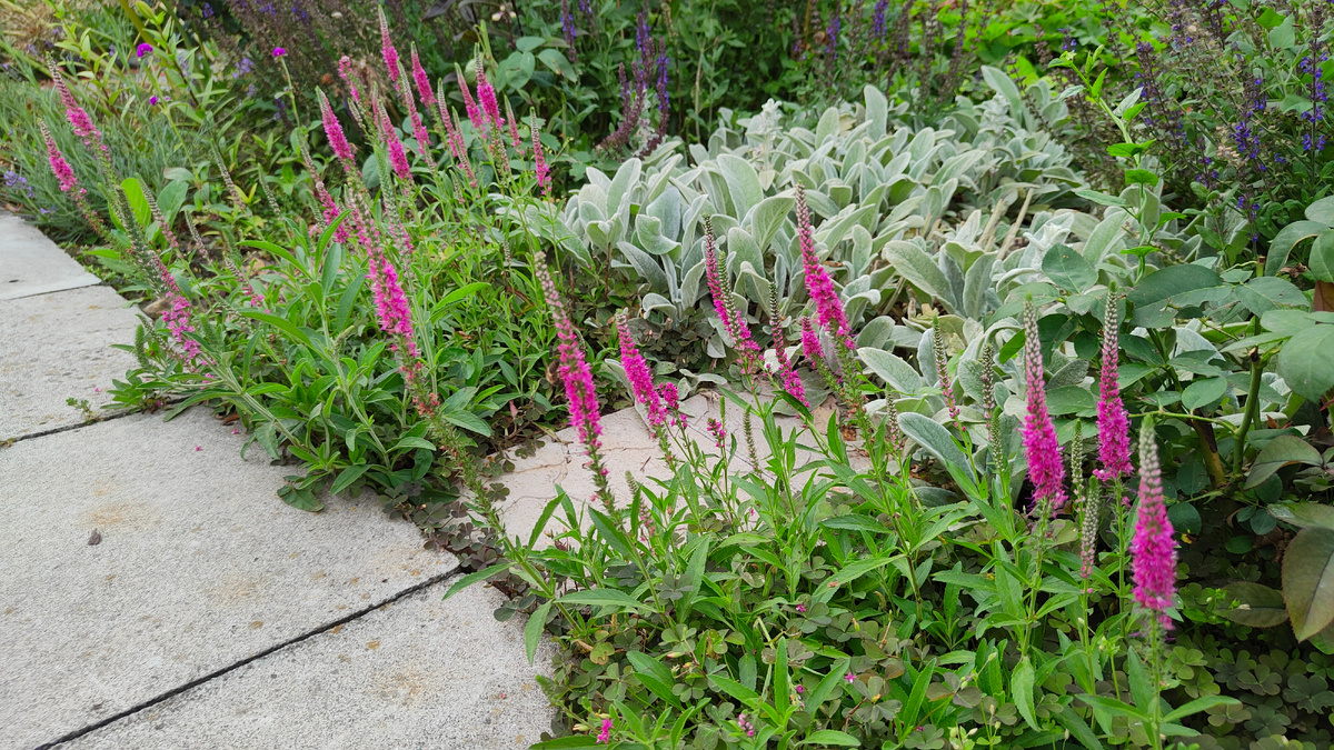 20.06.2024 г. Вероника колосковая сорта 'Red Fox' (Красный лис)