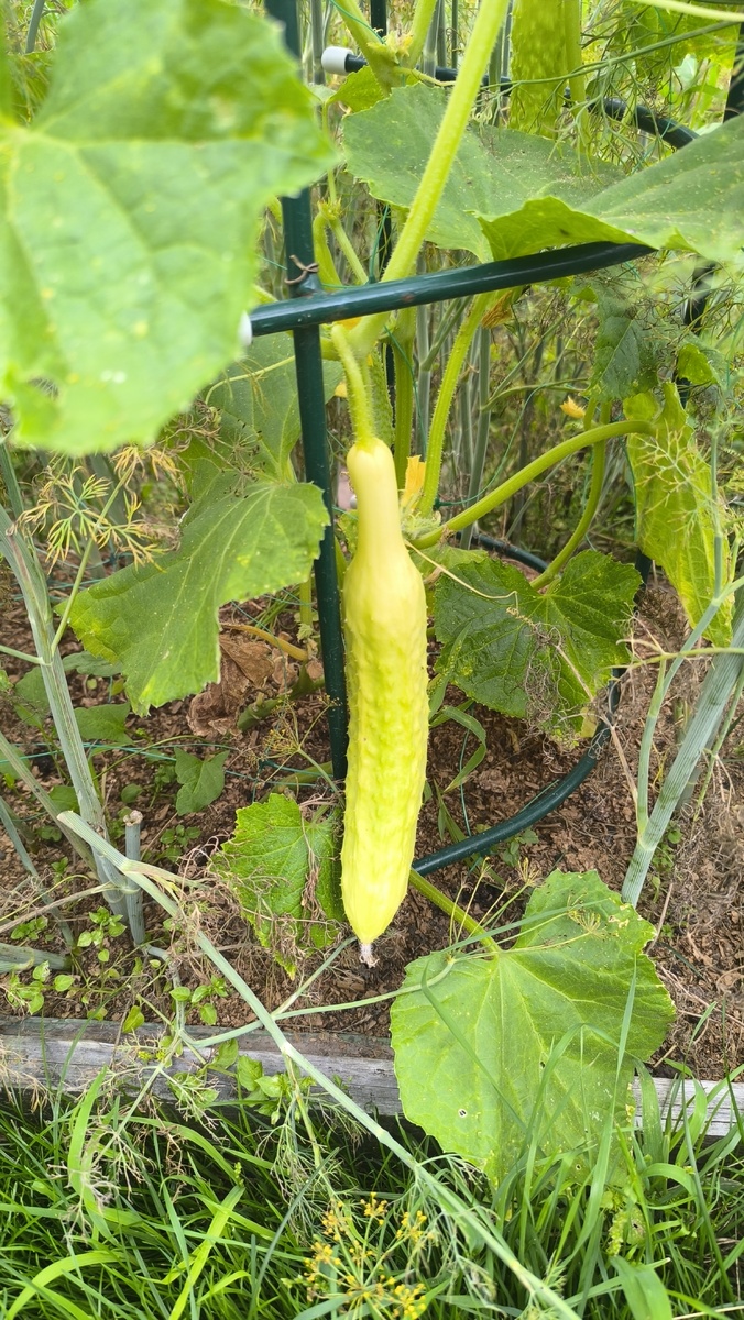 F1 Белый змей 