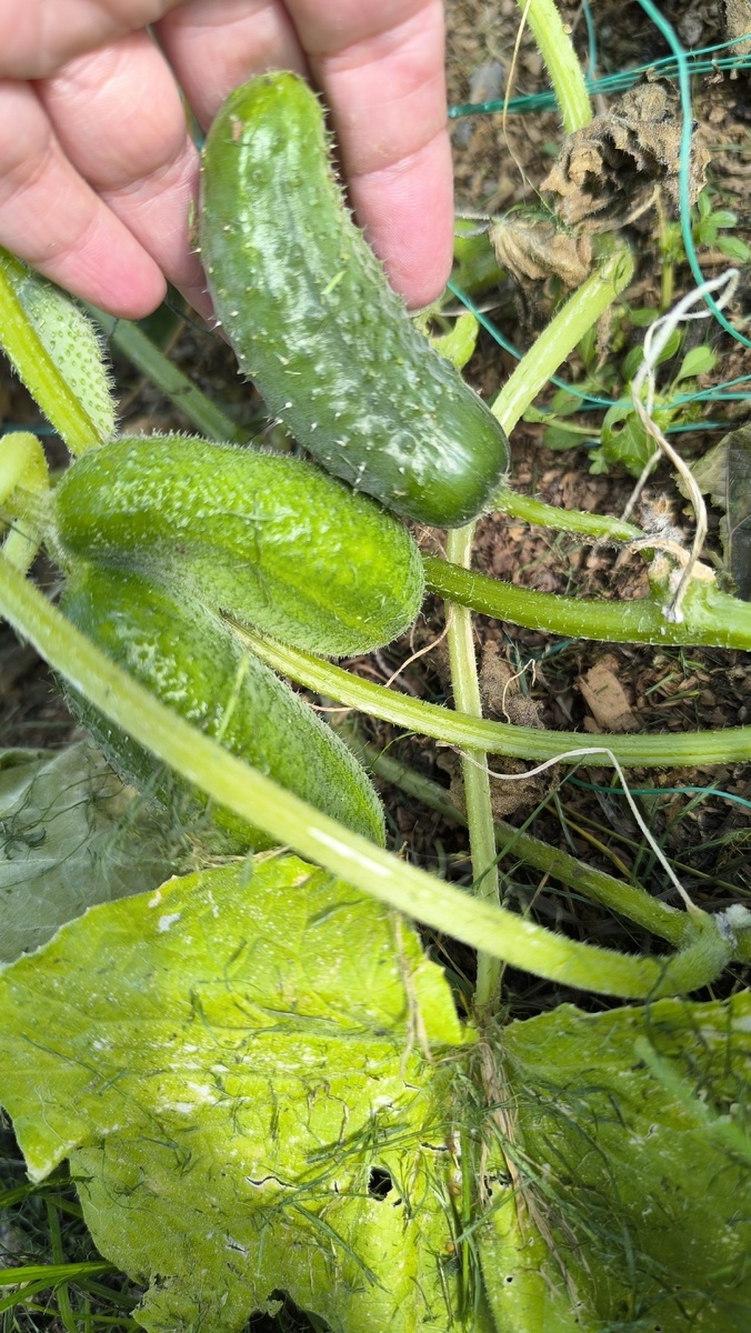 Малахитовая россыпь, должны быть.