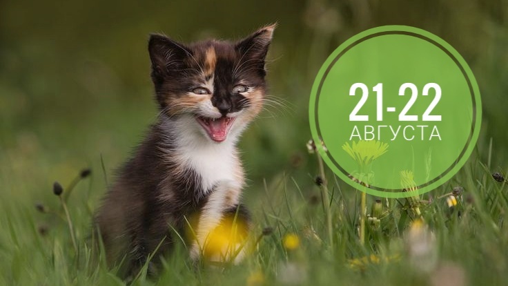 Нумерологический прогноз на 21-22 августа: все любят котиков