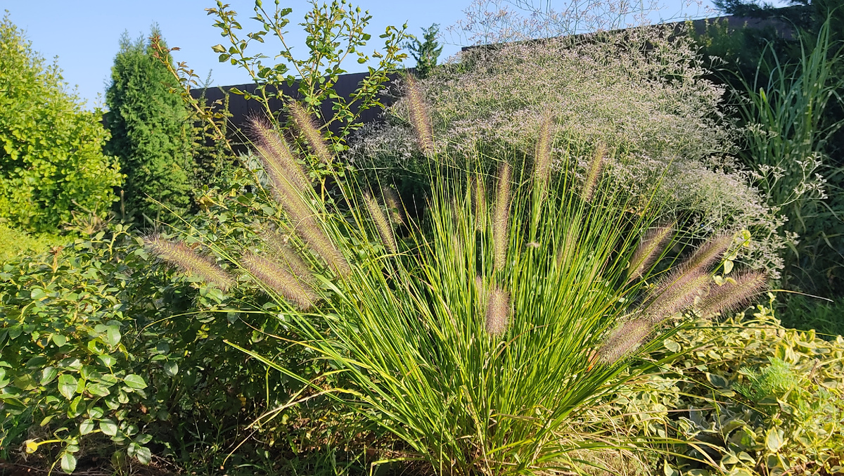 Пениссетум