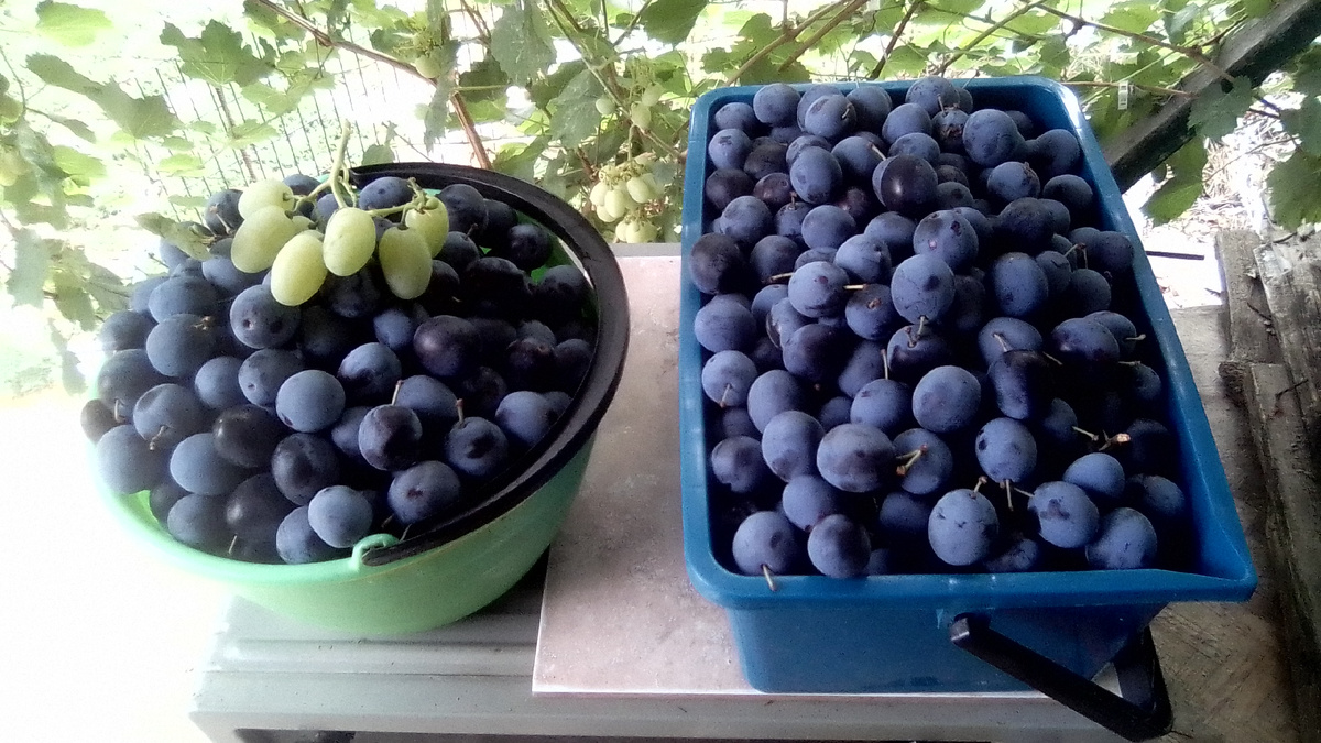 Два ведра, 5 и 10 литров.