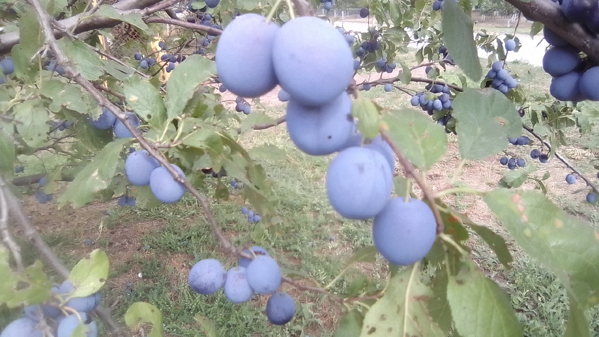 Слива Терновка