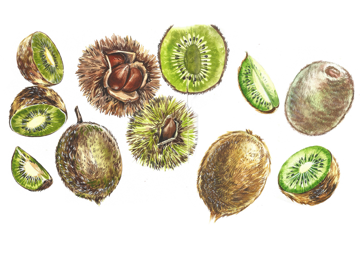 Оцифрованные иллюстрации