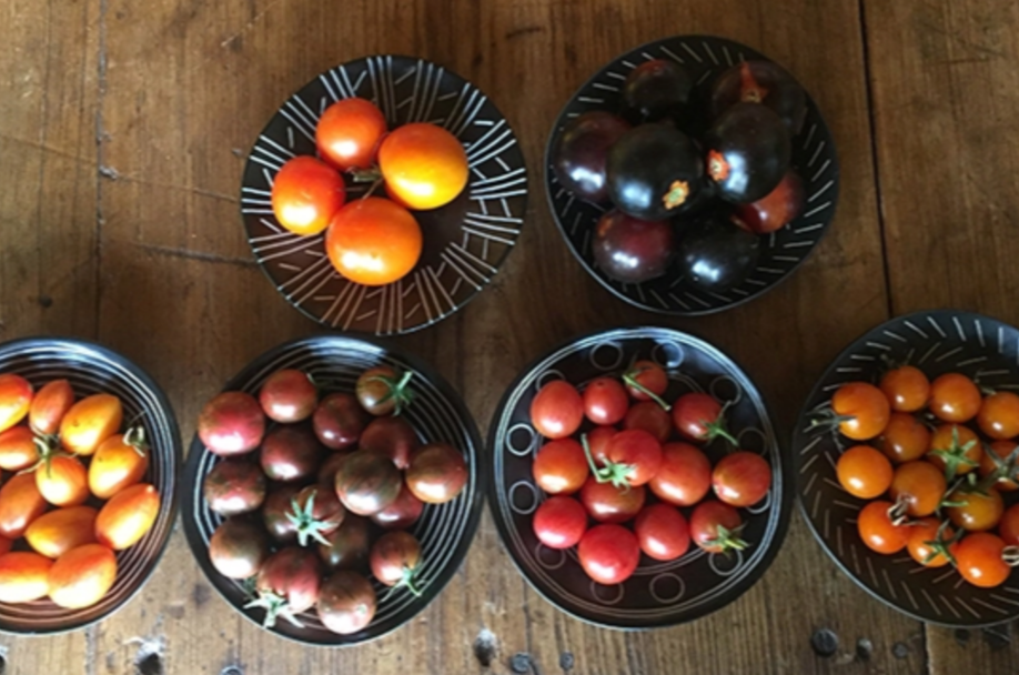 5 интересных фактов о томатах Черри