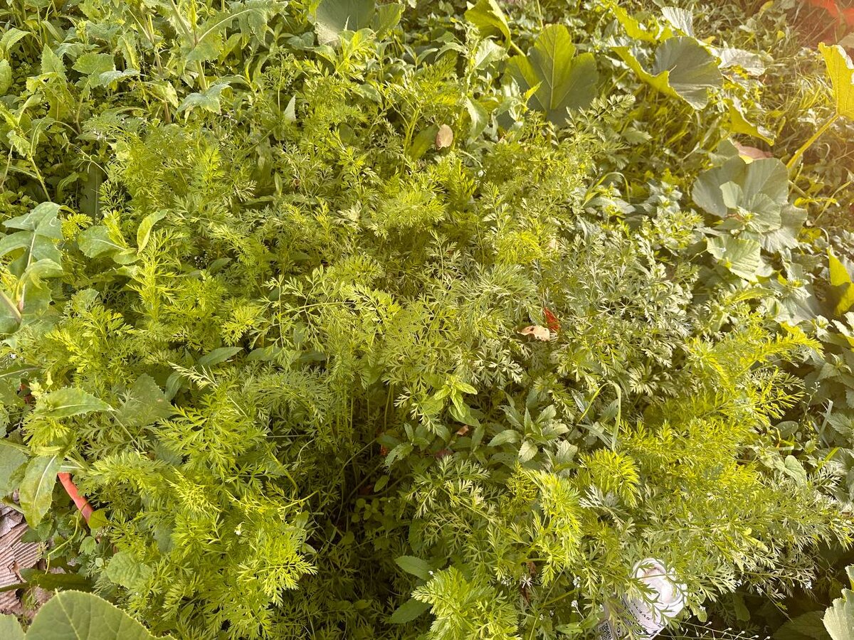 Ботва моркови