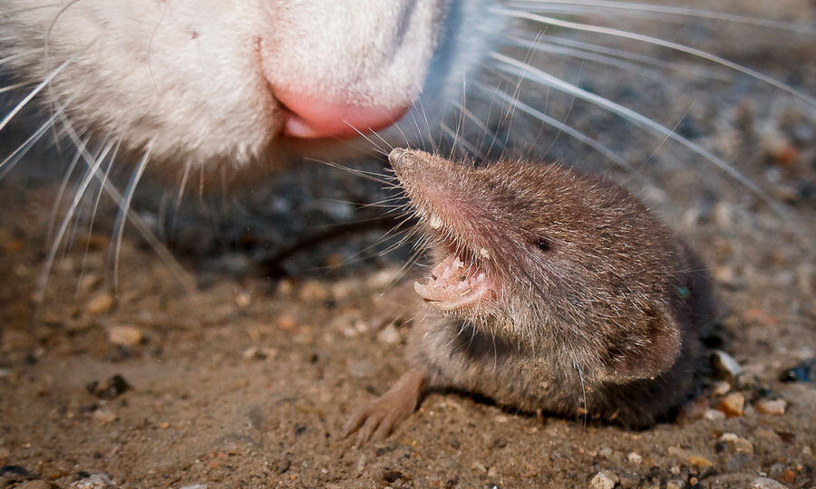 Бурозубка: Их образ жизни пробирает до мурашек. Апофеоз бесконечного голода