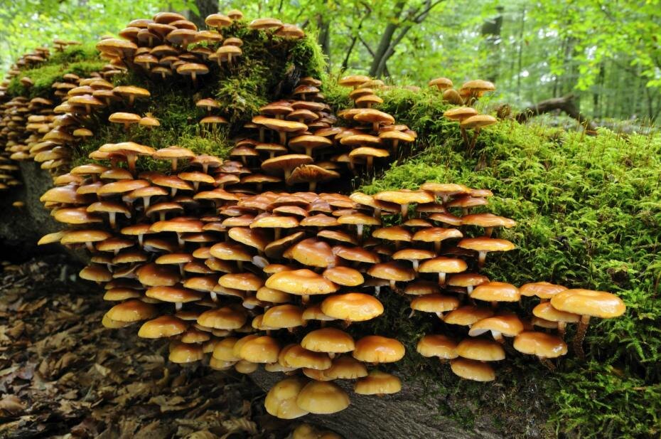    R. Bala/blickwinkel/Global Look Press