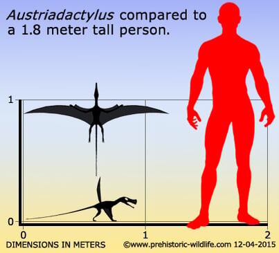 Австриядактил по сравнению с человеком.