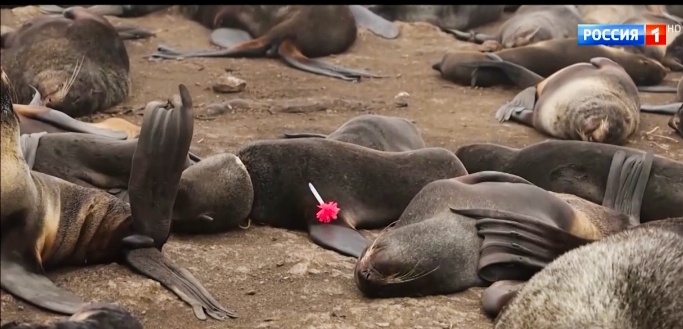 Скриншот с передачи "Россия 1"