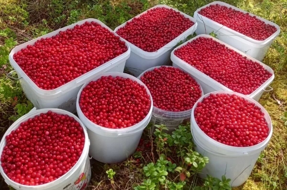    Женщина в Тверской области принесла из леса 35 литров ягод за один раз