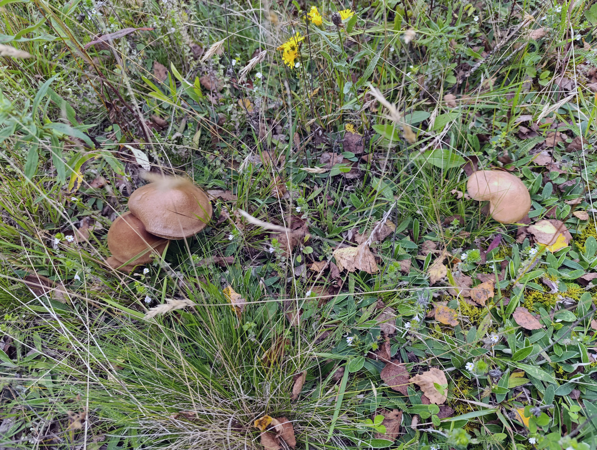 Подберезовики в траве