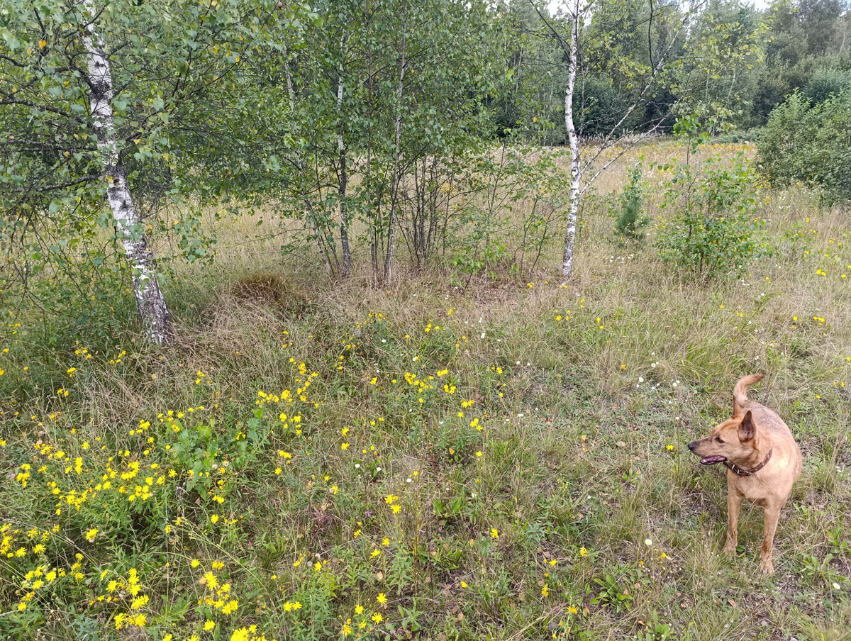 Типичное место для сегодняшних подберезовиков