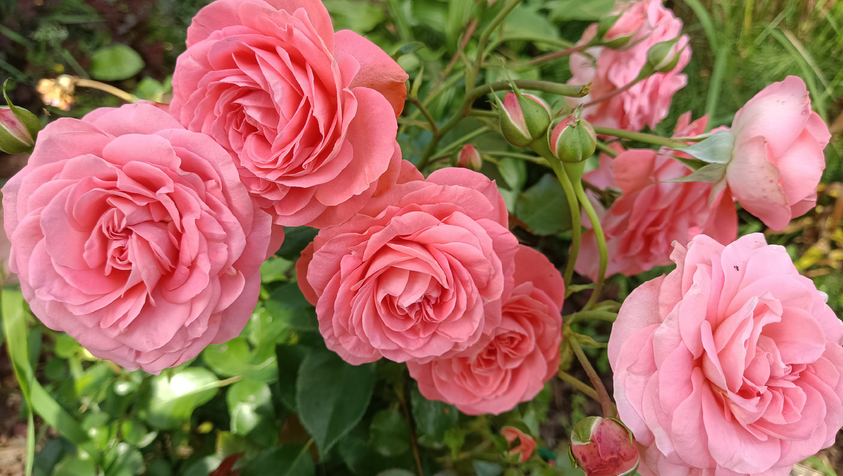 ШАКЕНБОРГ начинает вторую волну цветения 2025