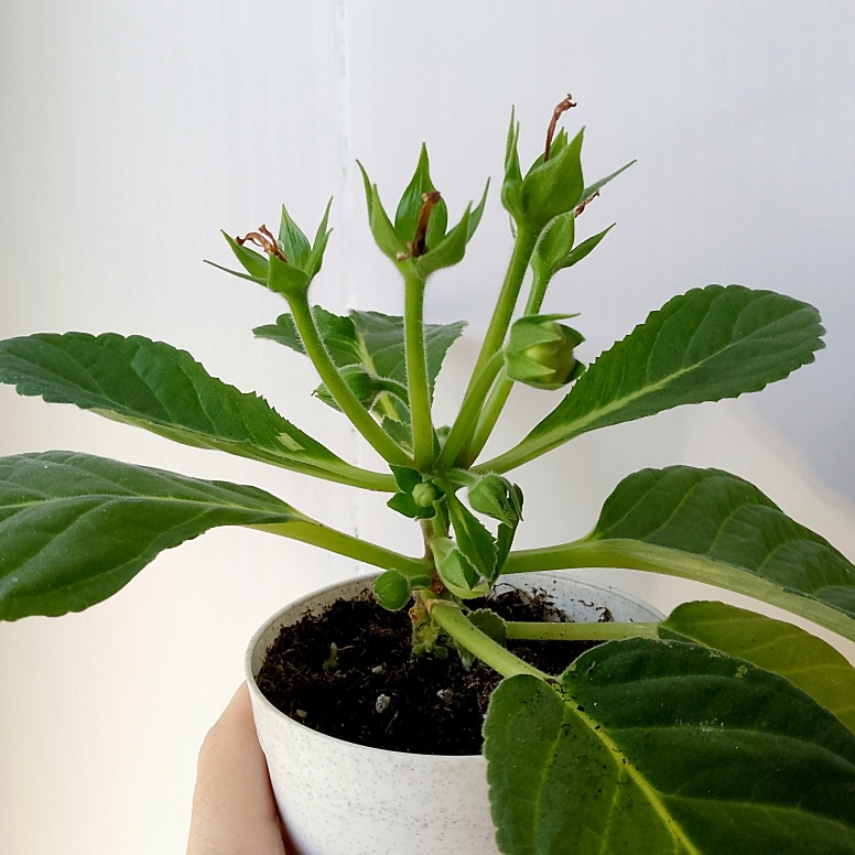 Откуда только лезут бутоны? Вроде собираются на покой, но всё никак не решатся...