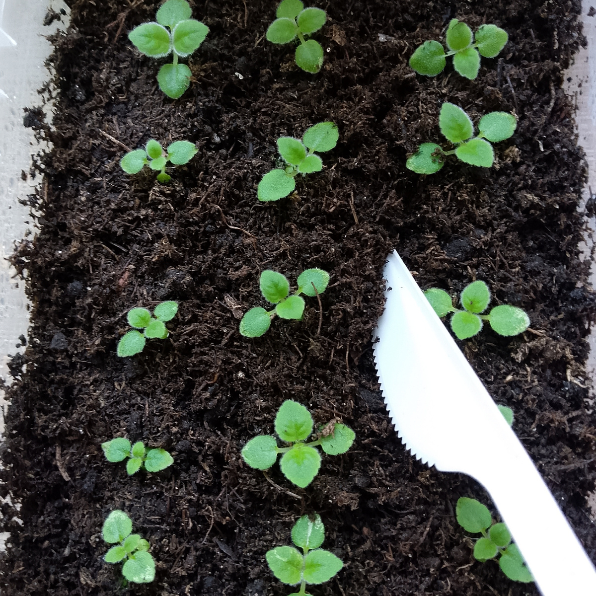 Сеянцы июльского посева