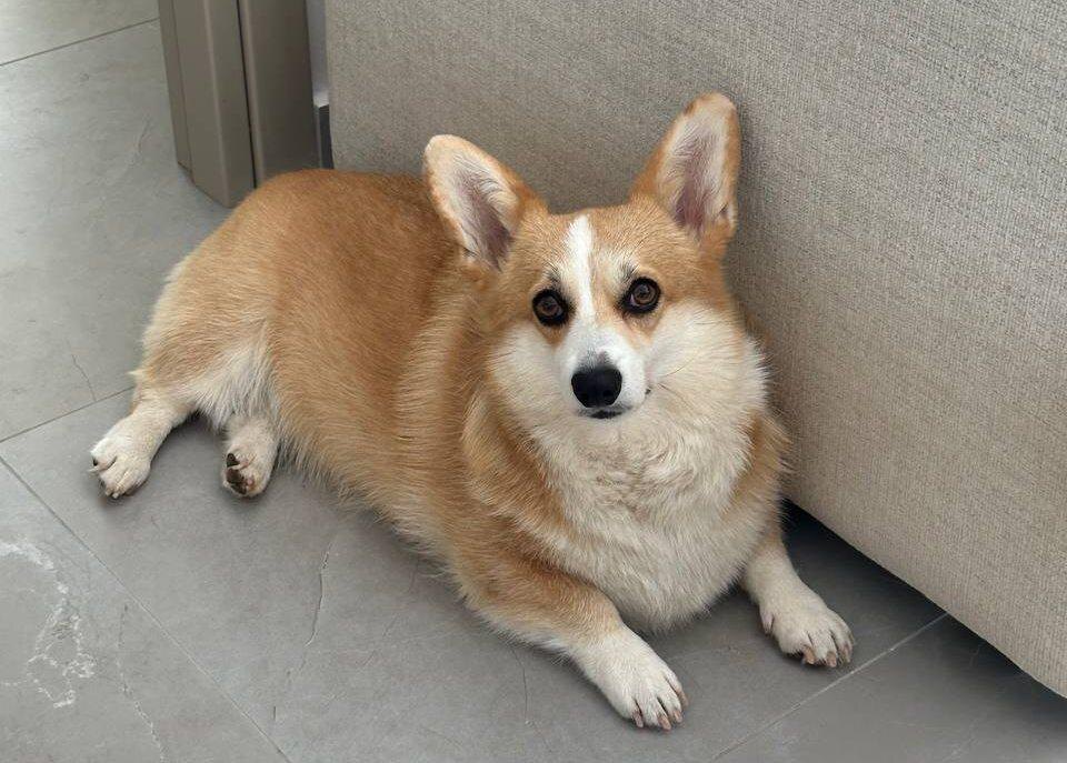 Малышка Цейси теперь любит отдыхать под кондиционером, а не бегать по улице, где давит +40