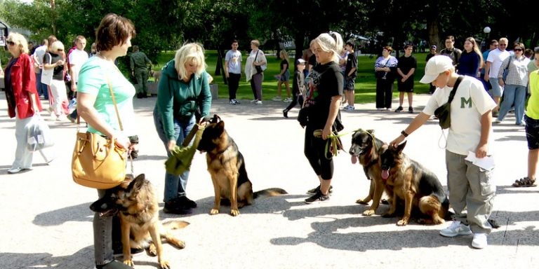    День фронтовой собаки впервые прошёл в Оренбурге Оренбуржье