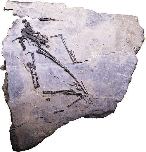 Окаменелость ретикодактила.