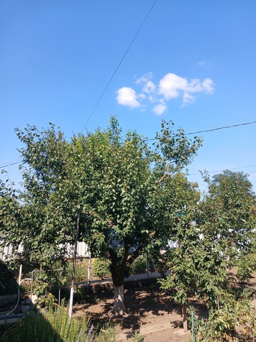 Слива в моем огроде