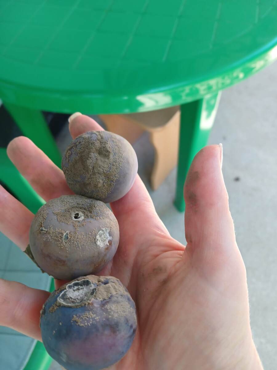 Плоды сливы в начале июля