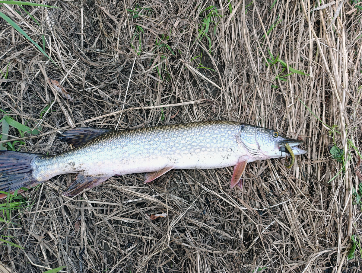 Щука около двух килограмм весом
