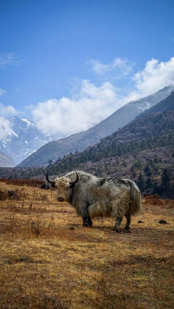Долина Лангтанг,  Непал. Осень 2024