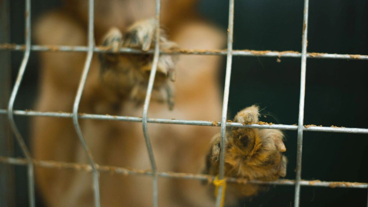    Фото: Vulp/Shutterstock/Fotodom