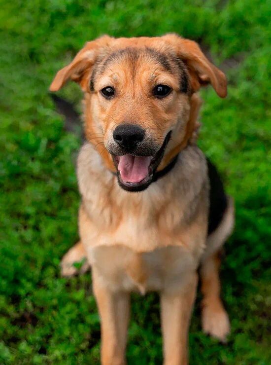    Выставка-пристройство животных из приютов пройдет в «Лужниках»
