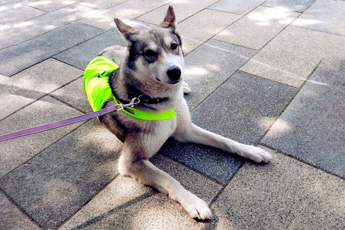    Выставка-пристройство животных из приютов пройдет в «Лужниках»