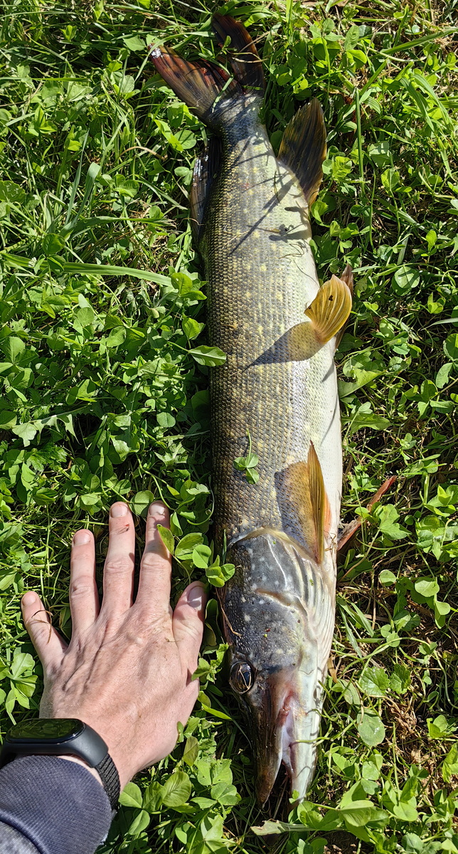 Щука клюнула на червя,на падении наживки в воду