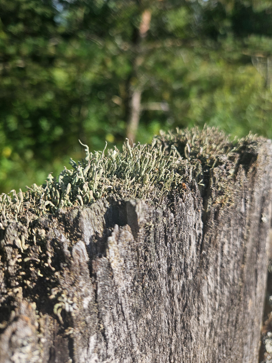 Микро-лес на заборе