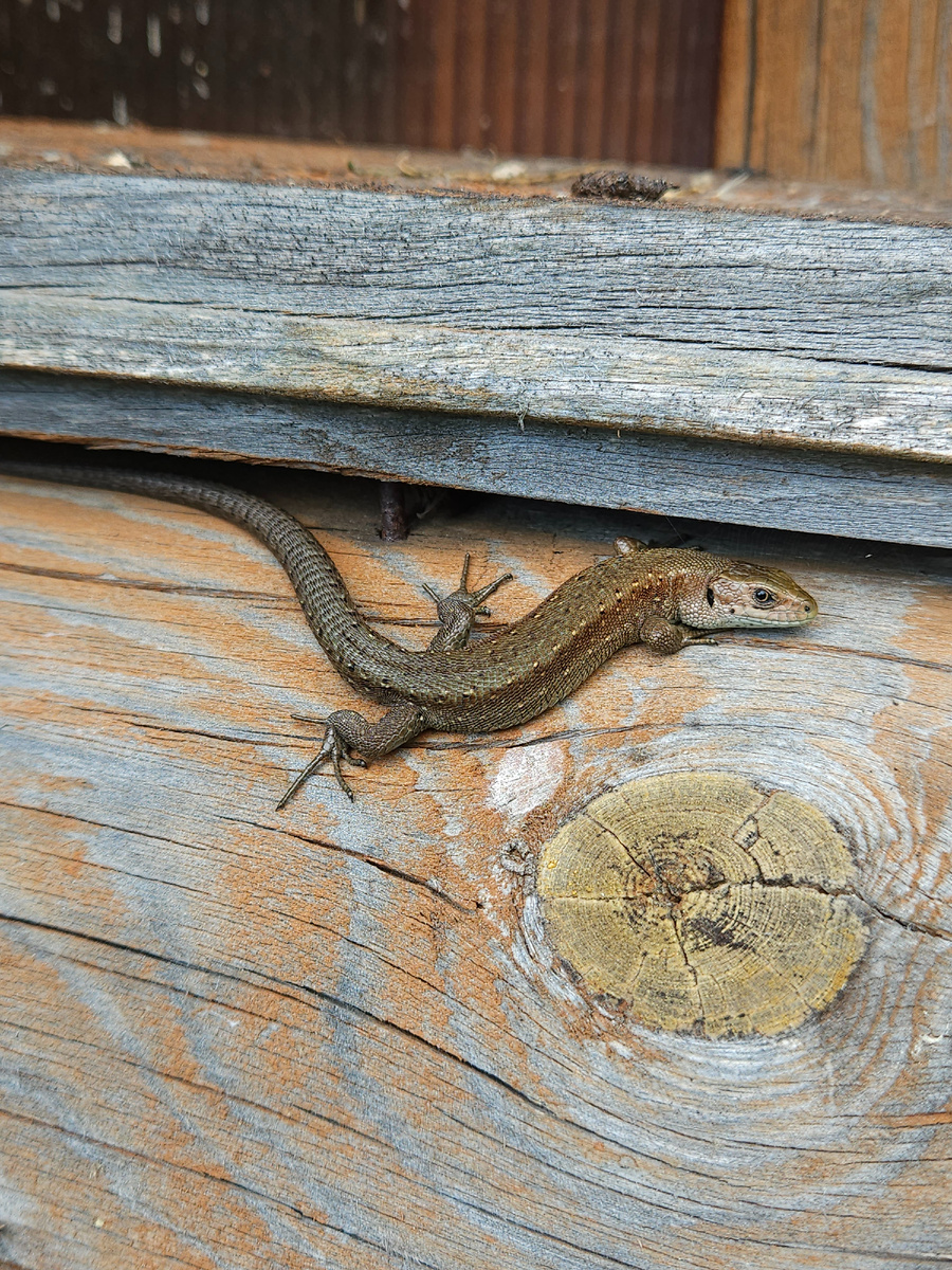 Ящерки намного более интелигентные в этом плане. Даже дают погладить себя.