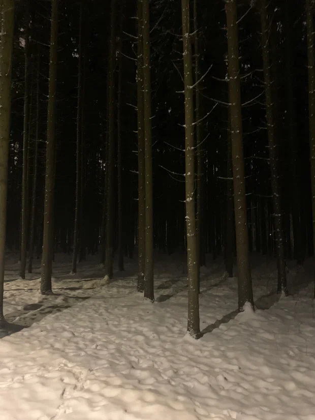 Тот самый лес, по которому я ходила первое время. Потом ушла в лес поближе, но без фонарей. 