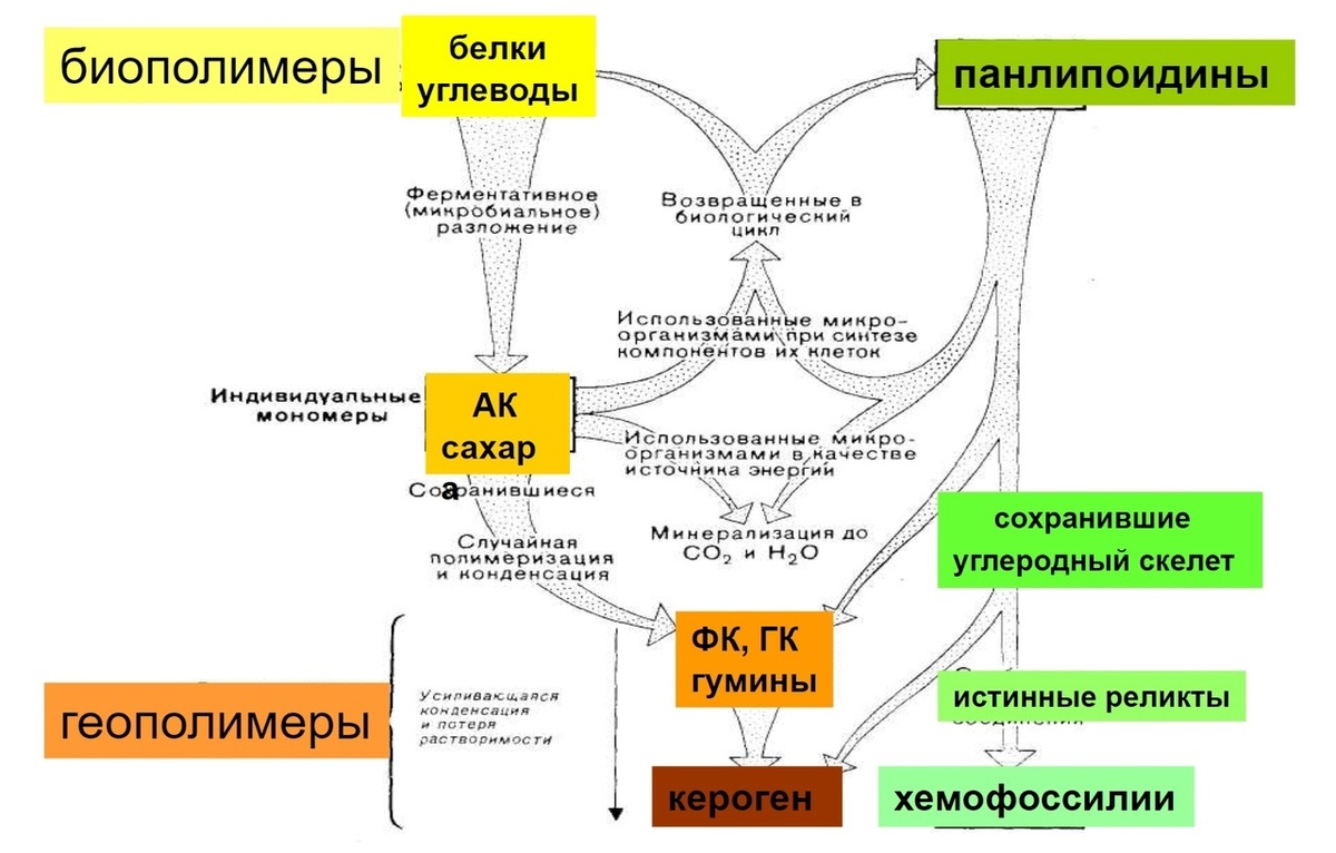 Цепочка процессов трансформации органического вещества