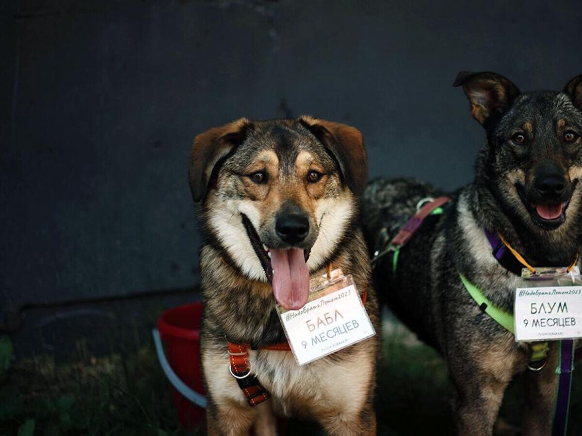    Выставка бездомных животных #НадоБратьОсенью2023© Фото : БФ "Вирта"