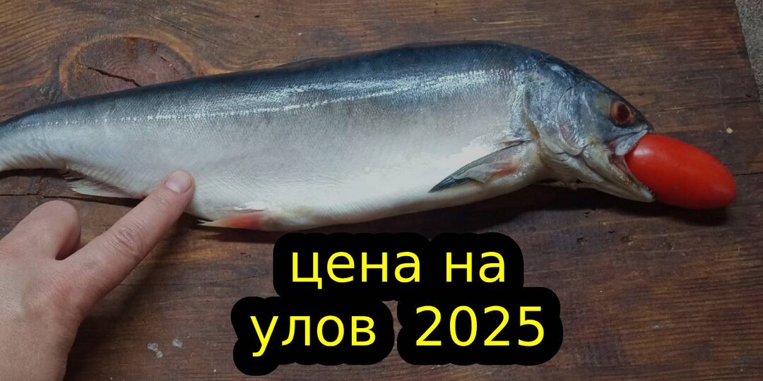 Накопил и купил вчера горбушу вылова 2025 года. Расскажу сколько теперь стоит и покажу, что внутри