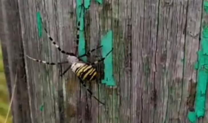    Кадр одного из telegram-каналов Башкирии