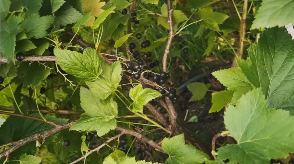 Три осенних приема для смородины, которые помогут увеличить урожай!