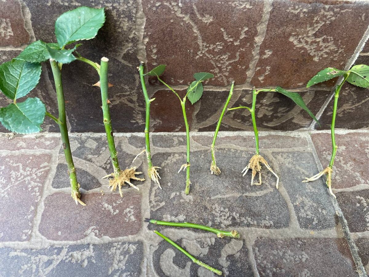 Из 9 черенков за месяц корни дали 7 штук. Фото автора